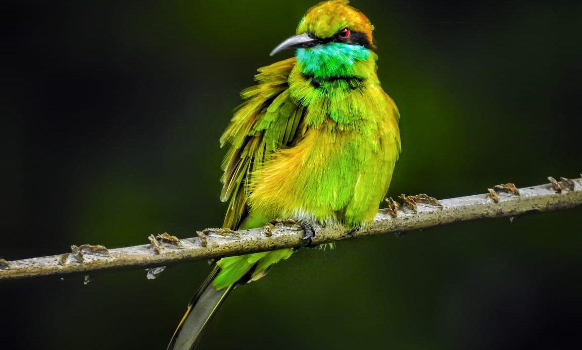 Asian green Bee-eater By Prajwal Deep