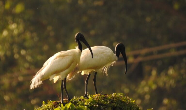 Black-headed ibis By Prajwal Deep