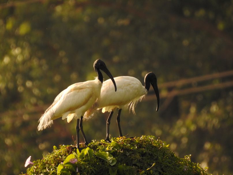 Black-headed ibis By Prajwal Deep