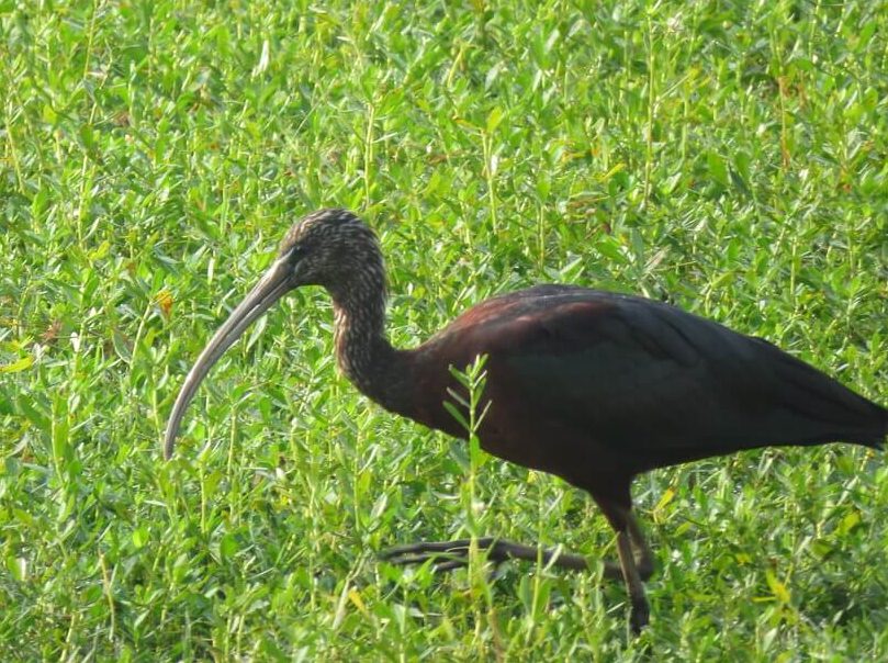 Glossy ibis By Srikanth G