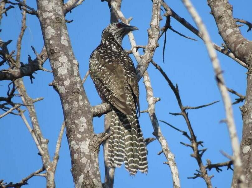 Indian koel By Srikanth G