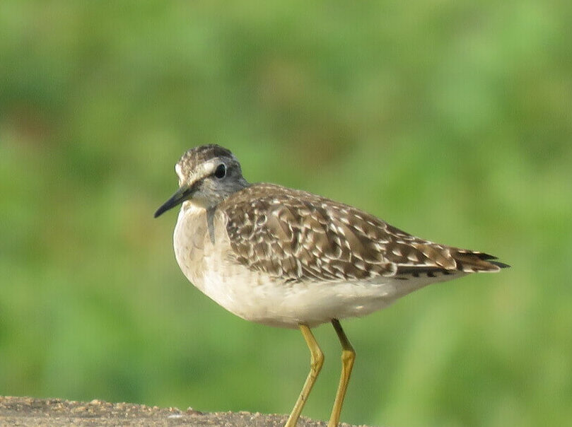 Wood sandpiper By Srikanth G